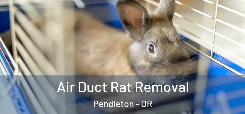 Air Duct Rat Removal Pendleton - OR